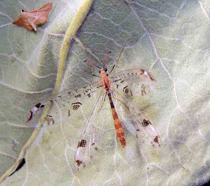 Dendroleon pantherinus